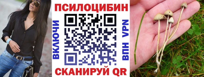 Галлюциногенные грибы Psilocybe  где продают наркотики  Курчатов 